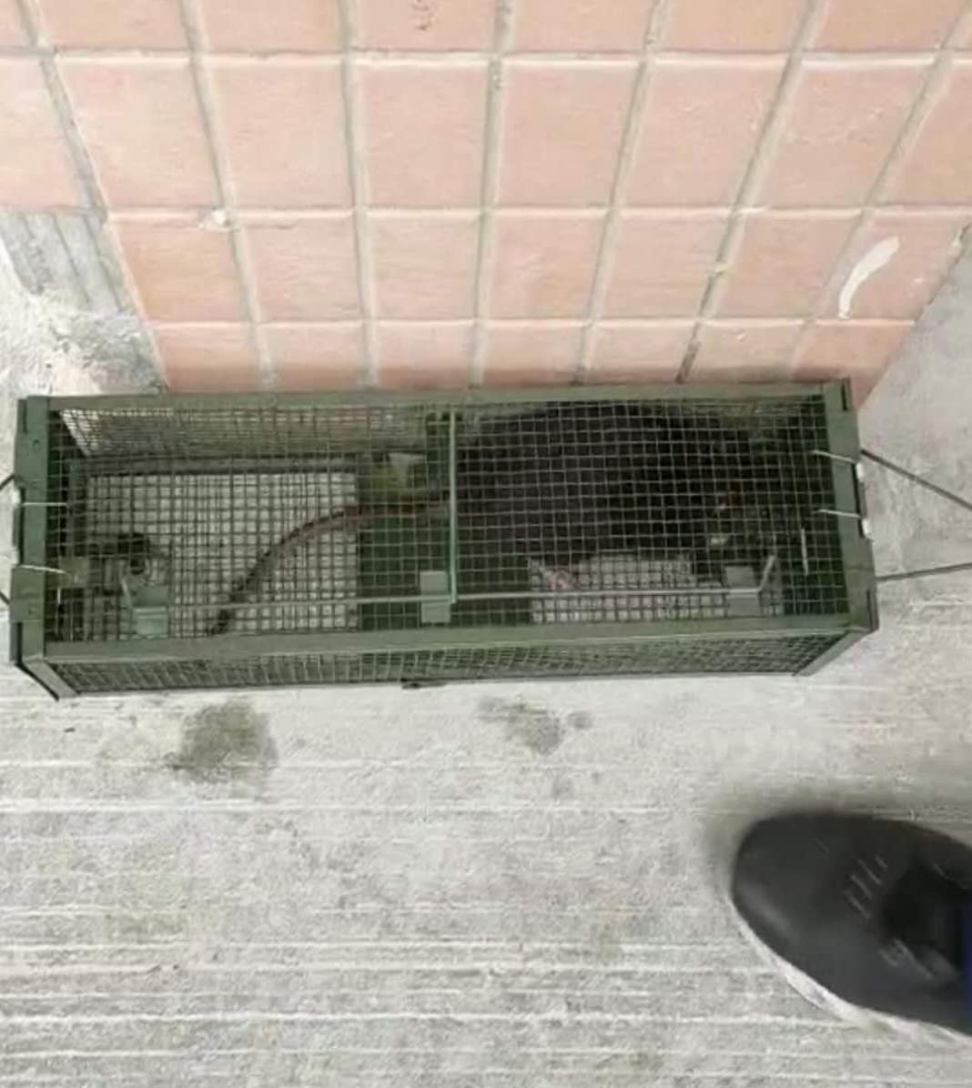 沧州景隆双门捕鼠笼