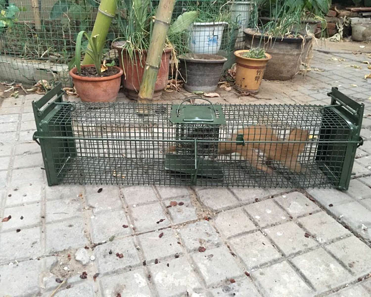 双开门捕捉笼
